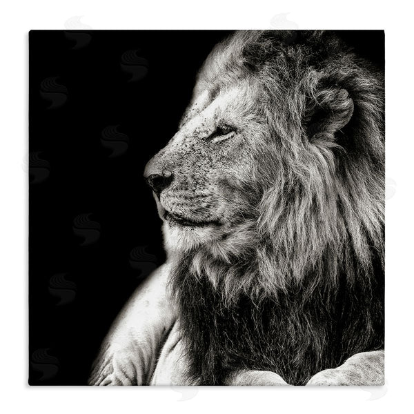 stupell industries Shelley Lake | Lion Portrait on Black Wall Art