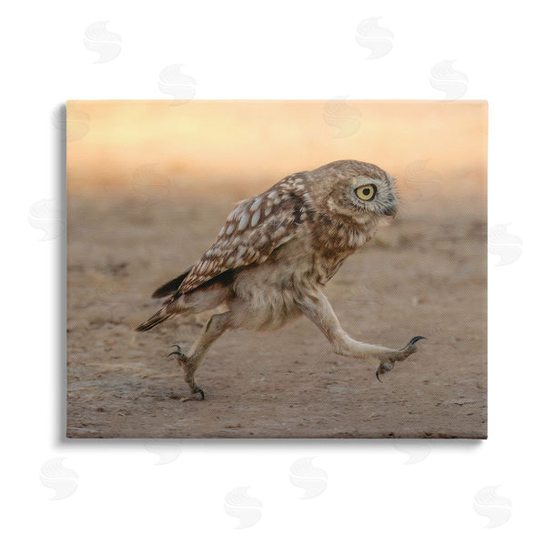stupell industries Shuli Greenstein | Rushing Little Owl Wall Art