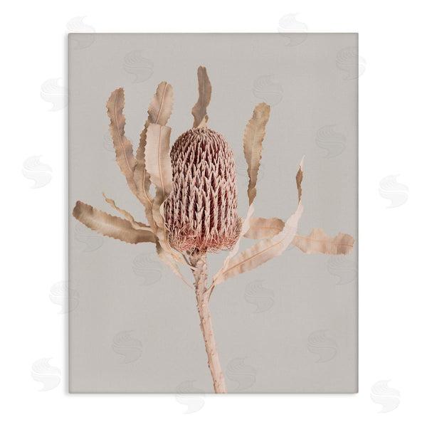 stupell industries Sisi and Seb | Australian Banksia Botanical Wall Art