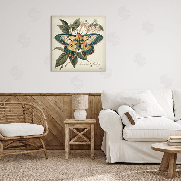 Stupell Industries Steve Hunziker | Vintage Moth & Plant Study Wall Art
