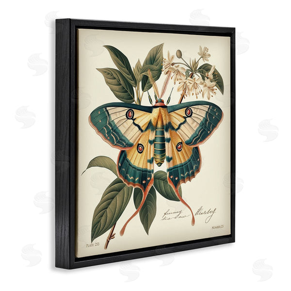 Stupell Industries Steve Hunziker | Vintage Moth & Plant Study Wall Art
