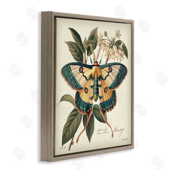 Stupell Industries Steve Hunziker | Vintage Moth & Plant Study Wall Art
