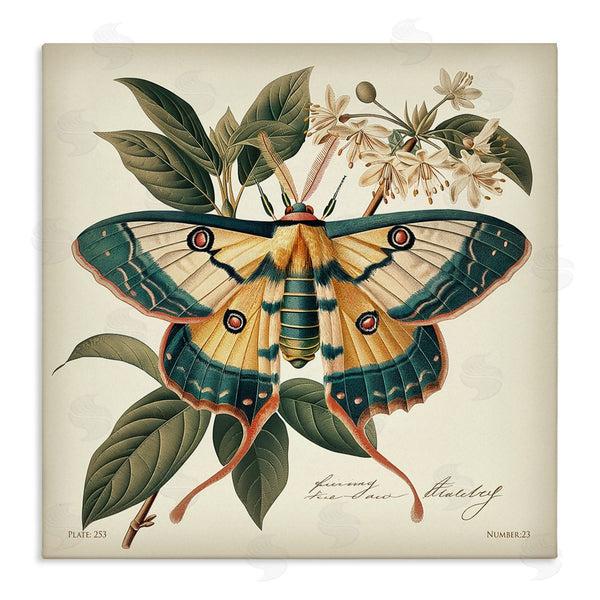 stupell industries Steve Hunziker | Vintage Moth & Plant Study Wall Art
