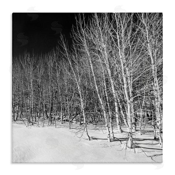 stupell industries Steve Smith | Mysterious Snowy Forest Looming Nighttime Birch Trees Wall Art