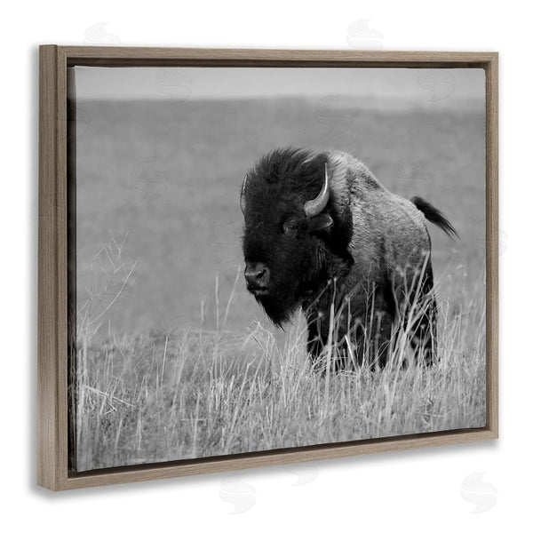 Stupell Industries Steve Toole | Bison Grazing In Field Wall Art