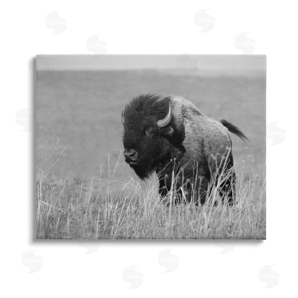 stupell industries Steve Toole | Bison Grazing in Field Wall Art