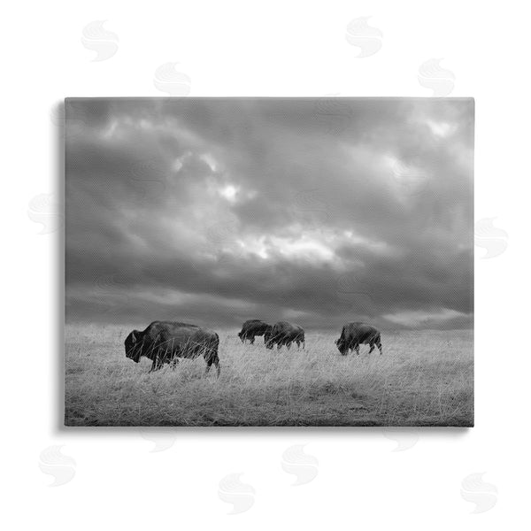 stupell industries Steve Toole | Bison in Cloudy Field Wall Art