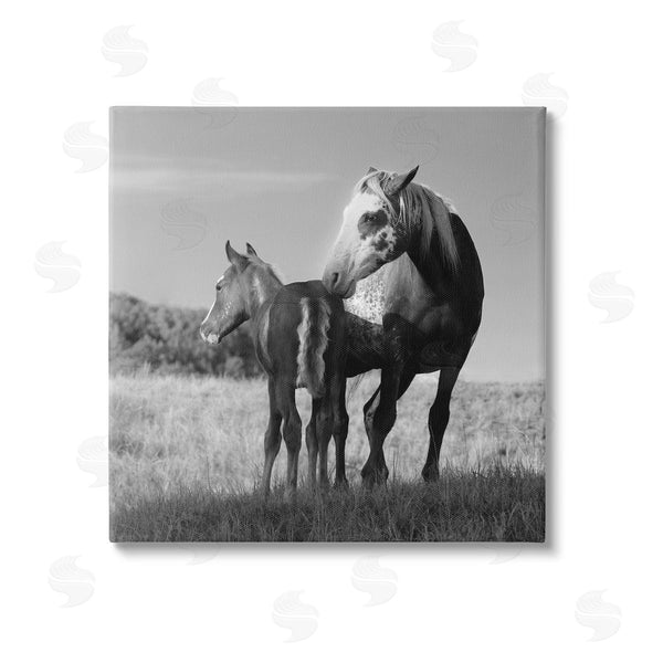stupell industries Steve Toole | Horse & Foal Photography