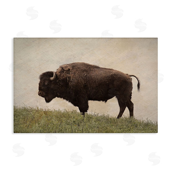 stupell industries Steve Toole | Serene Buffalo on Country Hill