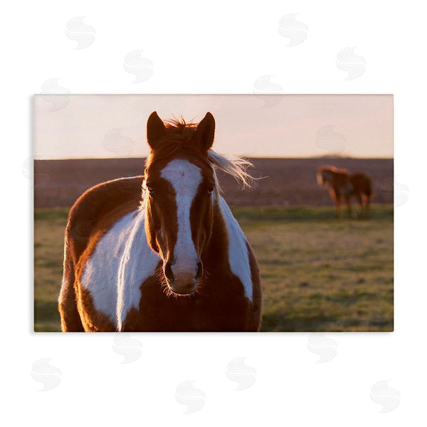 stupell industries Steve Toole | Spotted Horse in Rural Countryside