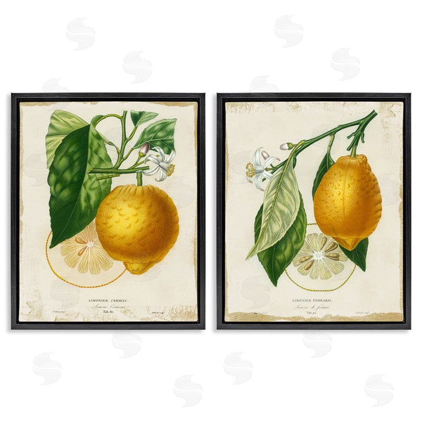 Stupell Industries Studio W | Floral Lemon Branch With French Script Wall Art