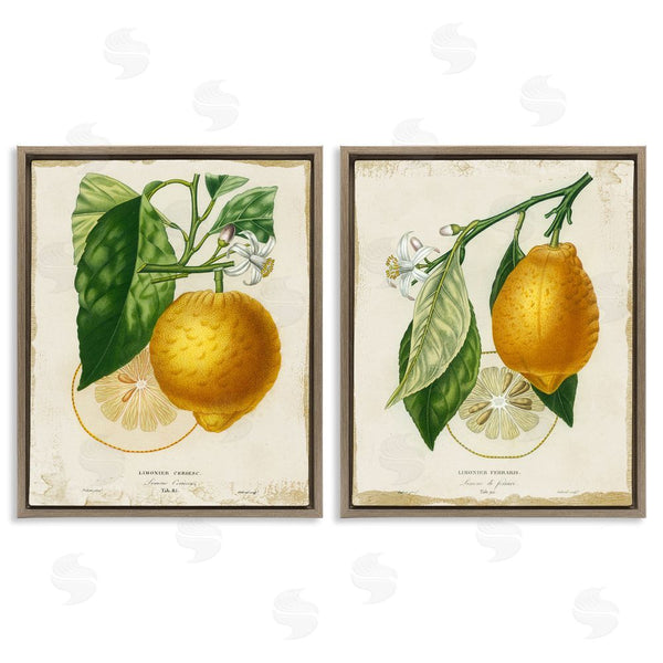 Stupell Industries Studio W | Floral Lemon Branch With French Script Wall Art