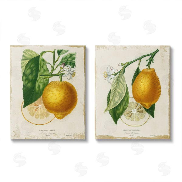 stupell industries Studio W | Floral Lemon Branch with French Script Wall Art