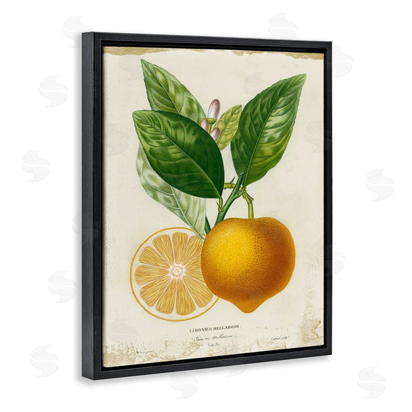 Stupell Industries Studio W | Vibrant French Lemon Illustration