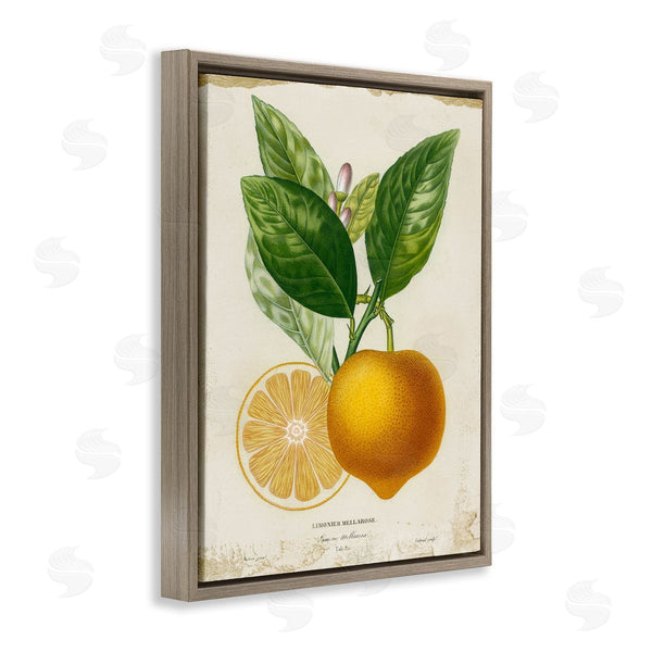 Stupell Industries Studio W | Vibrant French Lemon Illustration