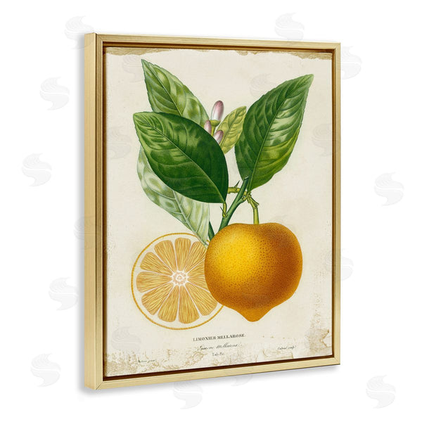 Stupell Industries Studio W | Vibrant French Lemon Illustration