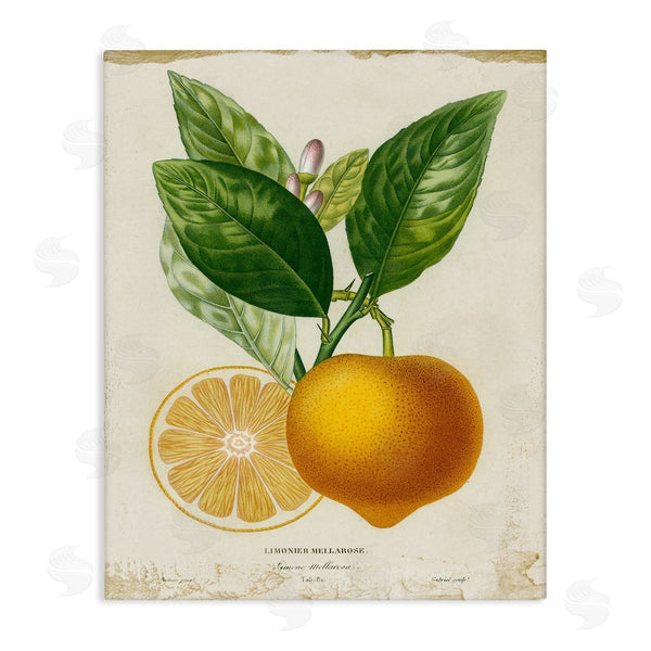 stupell industries Studio W | Vibrant French Lemon Illustration