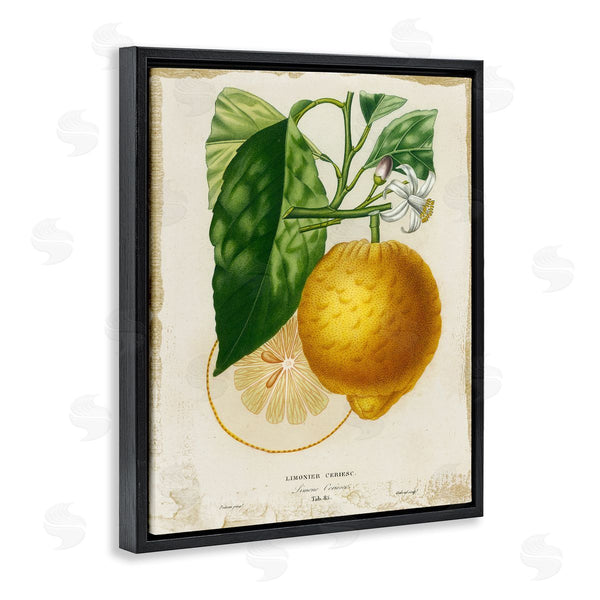 Stupell Industries Studio W | Vintage French Lemon Blossom
