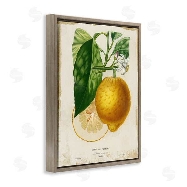 Stupell Industries Studio W | Vintage French Lemon Blossom