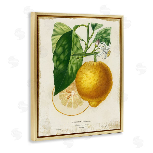 Stupell Industries Studio W | Vintage French Lemon Blossom