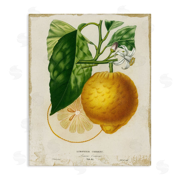 stupell industries Studio W | Vintage French Lemon Blossom
