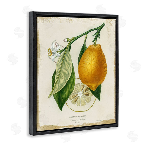 Stupell Industries Studio W | Vintage French Lemon Branch