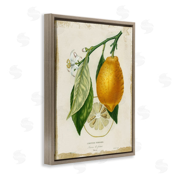 Stupell Industries Studio W | Vintage French Lemon Branch