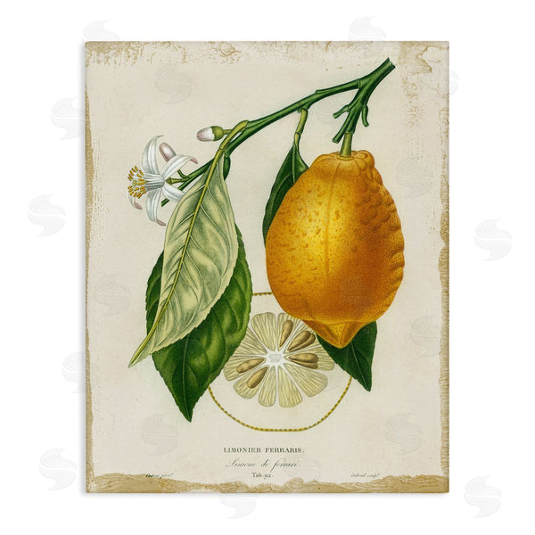 stupell industries Studio W | Vintage French Lemon Branch