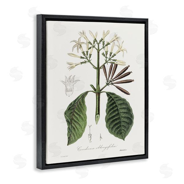 Stupell Industries CAD Designs | Vintage Flora Study