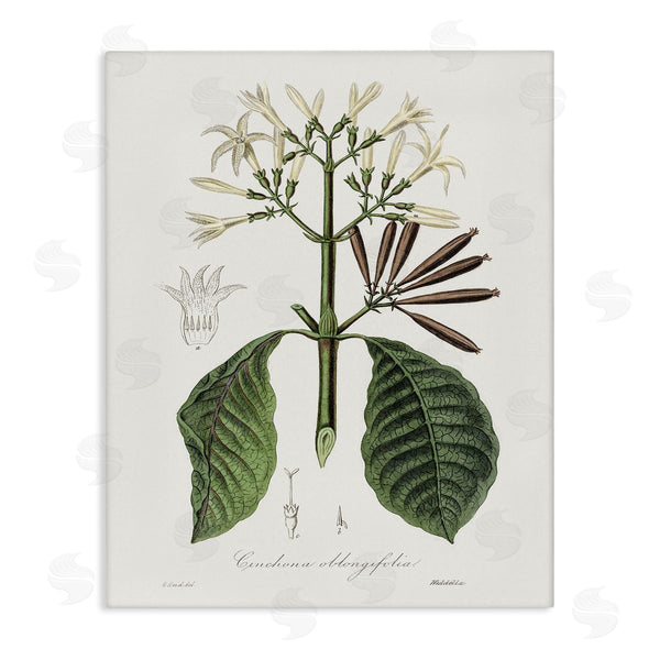 Stupell Industries CAD Designs | Vintage Flora Study