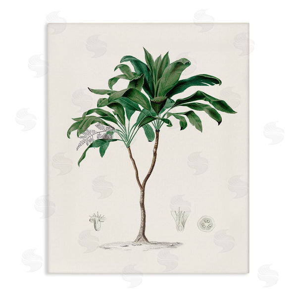 stupell industries CAD Designs | Vintage Palm Study