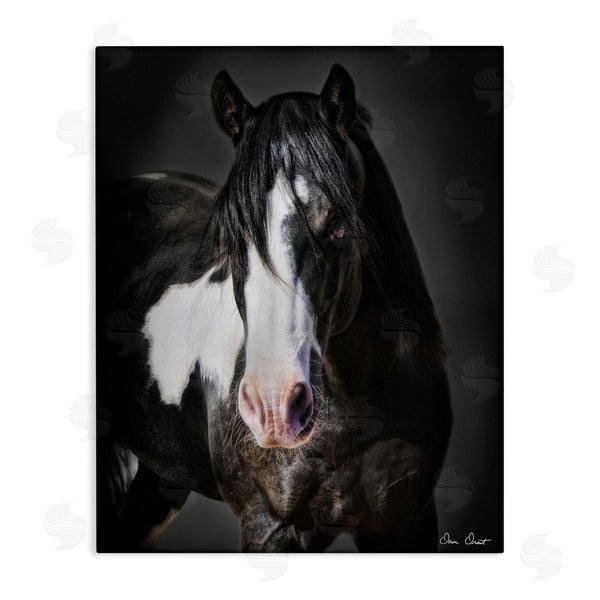 stupell industries David Drost | Black & White Horse