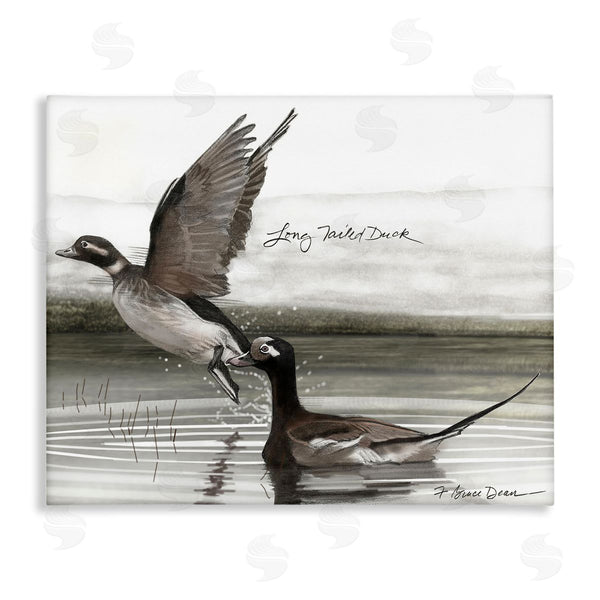 stupell industries Jadei Graphics | Long Tailed Duck