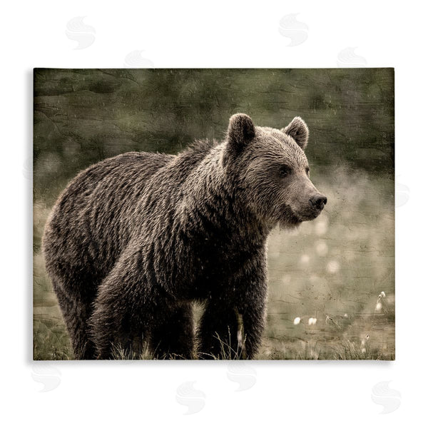 stupell industries Kim Allen | Brown Bear Wildlife
