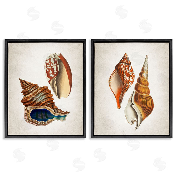 Stupell Industries Kim Allen | Twin Shells Motifs