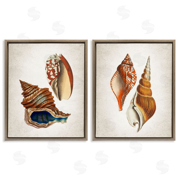 Stupell Industries Kim Allen | Twin Shells Motifs
