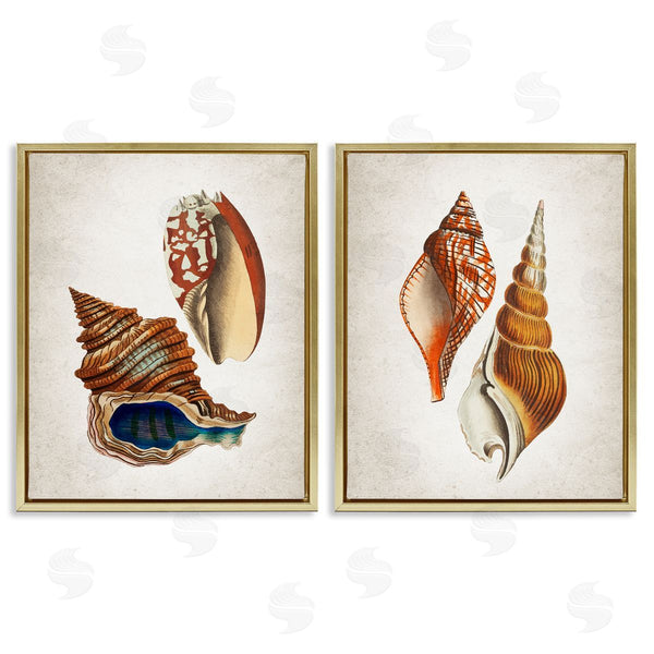 Stupell Industries Kim Allen | Twin Shells Motifs