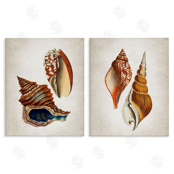 stupell industries Kim Allen | Twin Shells Motifs