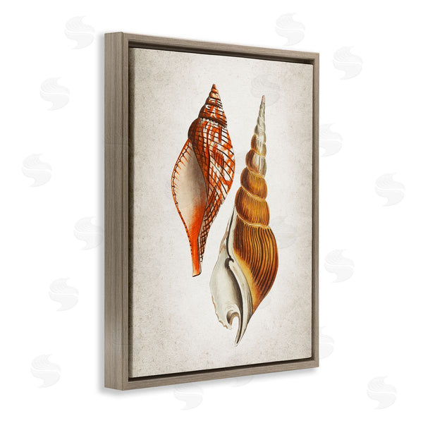 Stupell Industries Kim Allen | Twin Spiral Seashells