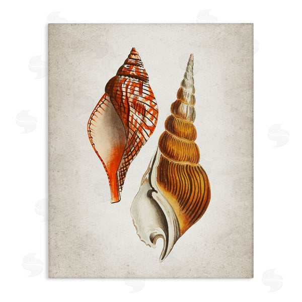 stupell industries Kim Allen | Twin Spiral Seashells