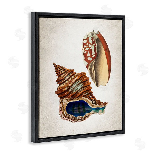 Stupell Industries Kim Allen | Vintage Seashell Duo