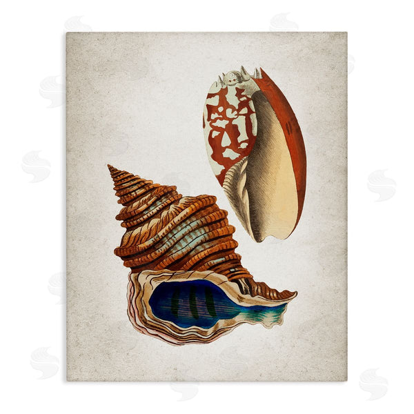 stupell industries Kim Allen | Vintage Seashell Duo