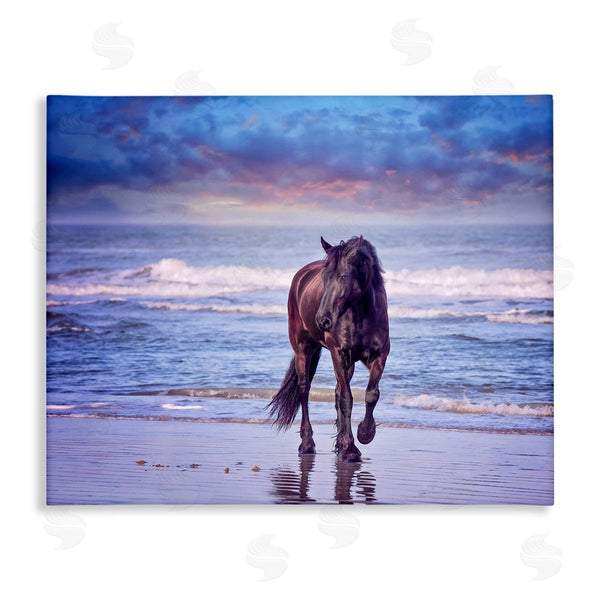 stupell industries PHBurchett | Wild Horse on Beach