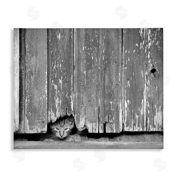 stupell industries Steve Toole | Rustic Cat Peeking
