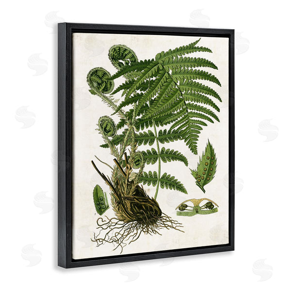 Stupell Industries Susan Arnot | Curved Ferns Study
