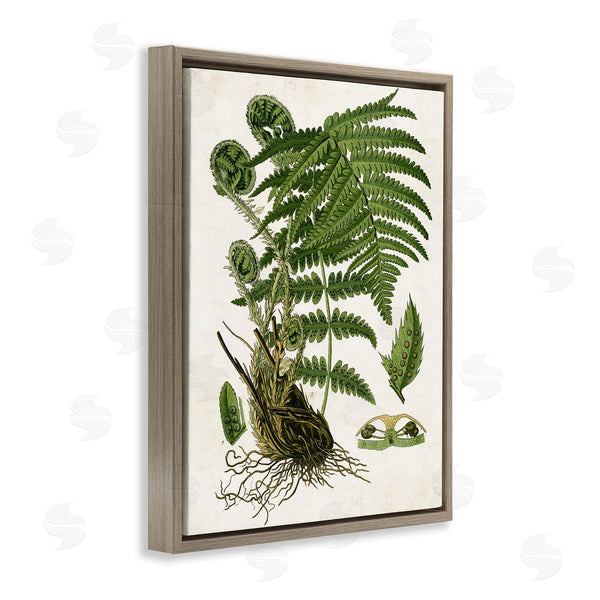 Stupell Industries Susan Arnot | Curved Ferns Study
