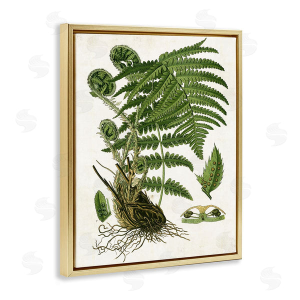 Stupell Industries Susan Arnot | Curved Ferns Study