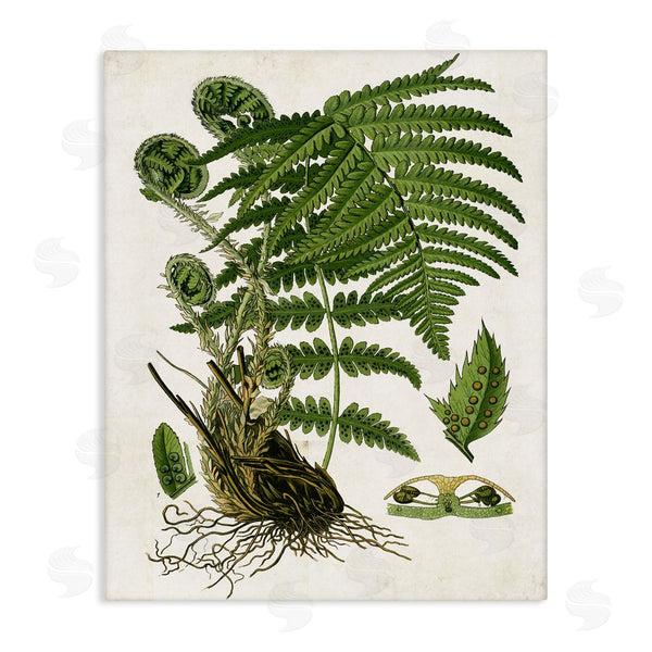 stupell industries Susan Arnot | Curved Ferns Study