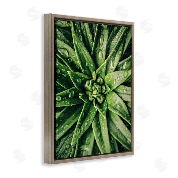 Stupell Industries Susan Ball | Succulent In Rain