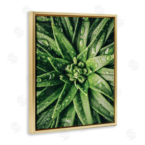 Stupell Industries Susan Ball | Succulent In Rain
